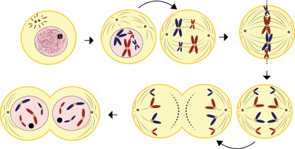 celldelning