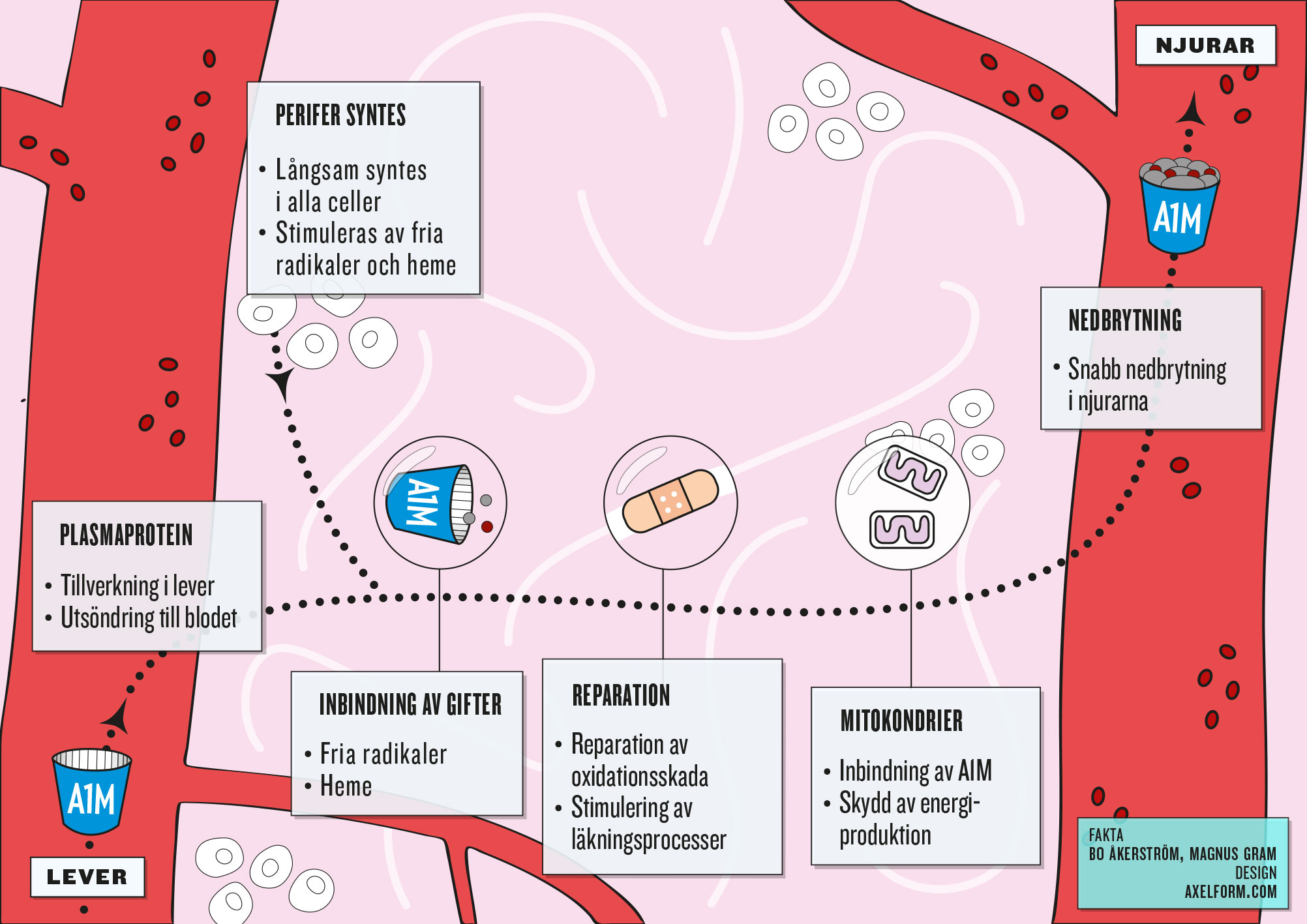 A1M-lifecycle_populär_SVENSKA.jpeg