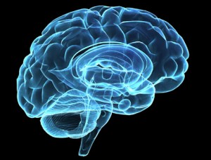 Brain model xray look isolated on black background_dreamstime_10762826._430