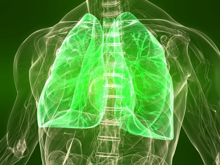3d rendered illustration of a transparent torso with healthy lung_dreamstime_12989347