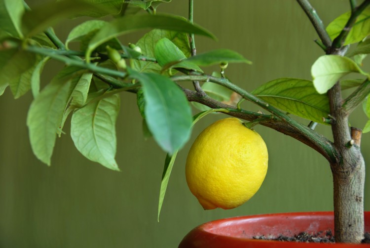 yellow lemon growing on lemon-tree in flowerpot