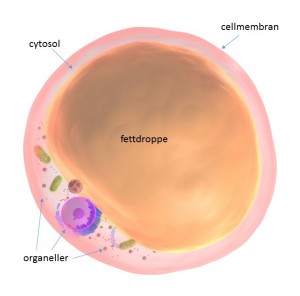 fettcell med beskrivning_beskuren