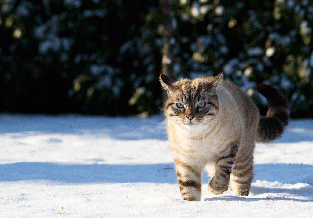 katt-ute