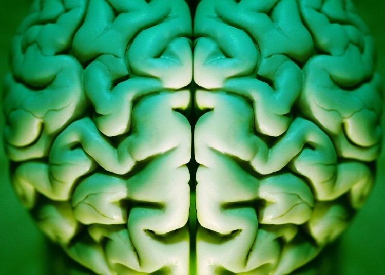 Human brain abstract, alpha, anatomy, art, brain,