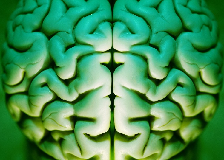 Human brain abstract, alpha, anatomy, art, brain,