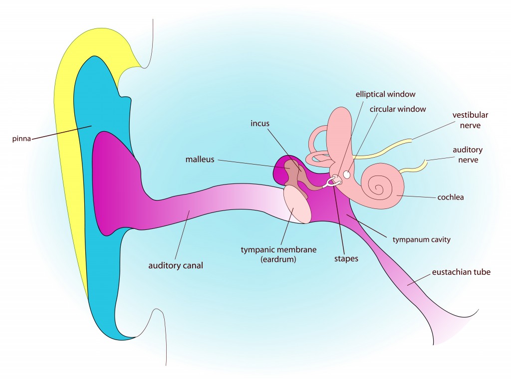 ear anatomy, abstract vector art illustration