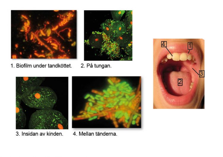 biofilm_ok3