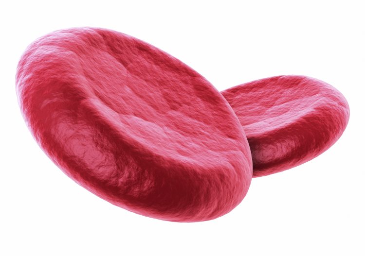 3d render Red Blood Cells close-up (isolated on white and clipping path)