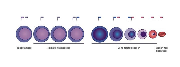 stamcell till mogen cell besk