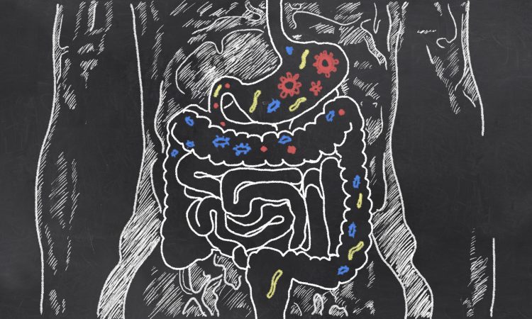bilden är en tecknad illustration av tarmsystemet och dess bakterier