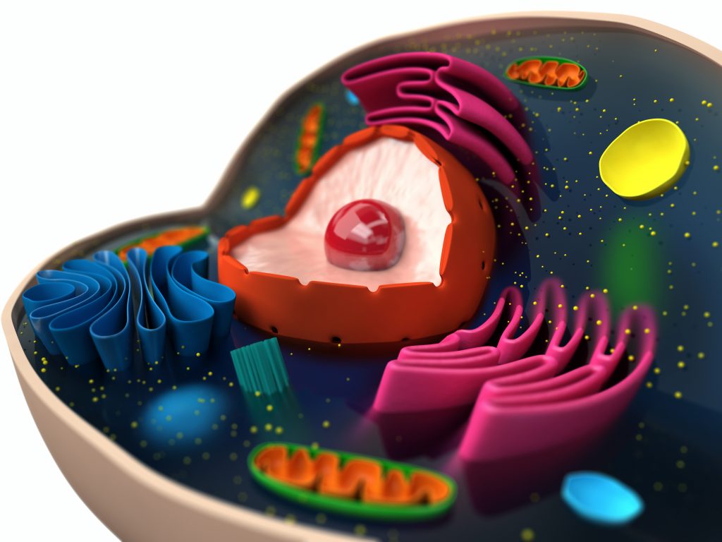 Illustration över en cells struktur.