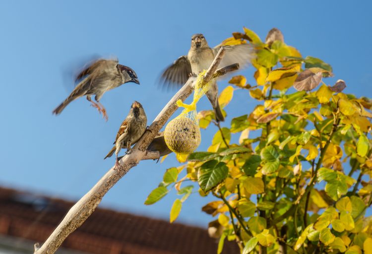 småfåglar runt en talgboll på en gren