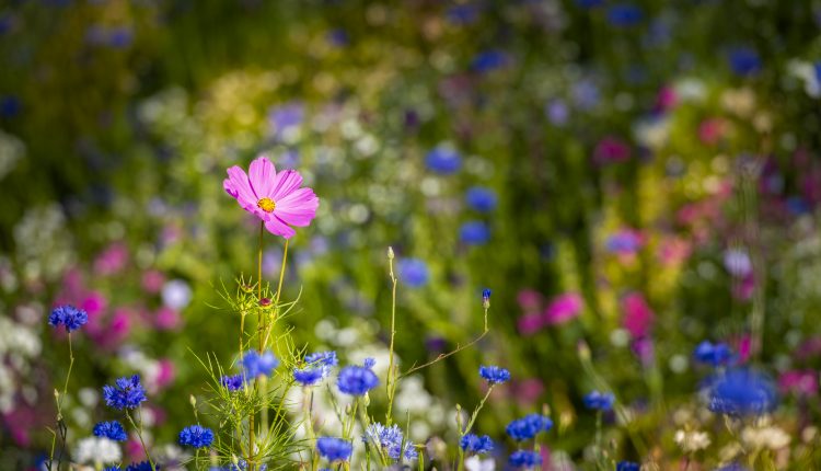 Bilden föreställer en sommaräng