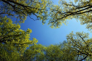 blå himmel i skogsglänta