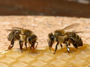 Många intresserade av honung som dödar bakterier