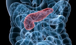 Protein kan förklara bukspottkörtel- inflammation