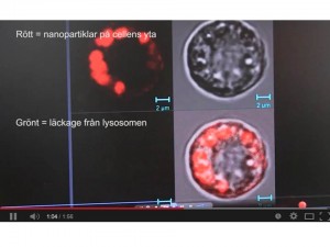 Nanopartiklar får cancerceller att begå självmord