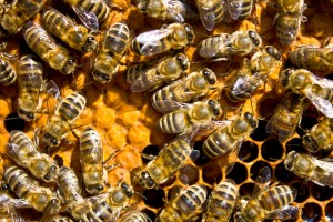 Kan bi-bakterier ersätta antibiotika?