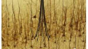 Tema Nano: Att lyssna på hjärnan med bättre precision och mindre skada