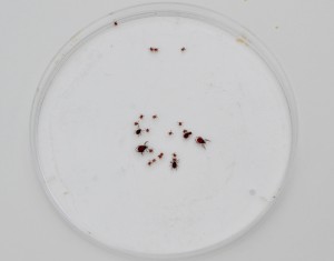 PODD: Fästingen i fokus – om borrelia, TBE och andra fästingburna infektioner