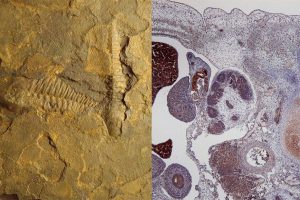 Tumörbiologin kastar nytt ljus över djurens evolutionära succé