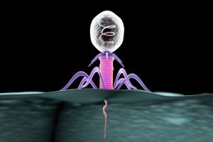 Virus som vapen mot resistenta bakterier