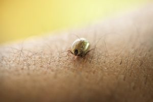 Fästingburna sjukdomen babesios ökar