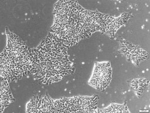 Världens största biobank med stamceller
