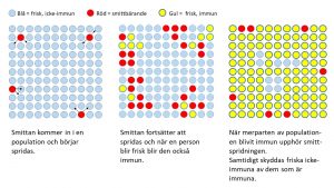 Vad är flockimmunitet?