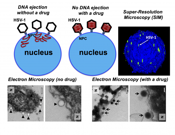 Bilden är dels en illustration, dels en serie mikroskopibilder som illustrerar vad som händer när virus försöker skjuta in sitt DNA i värdcellens cellkärna vid respektive utan närvaro av den trycksänkande molekylen