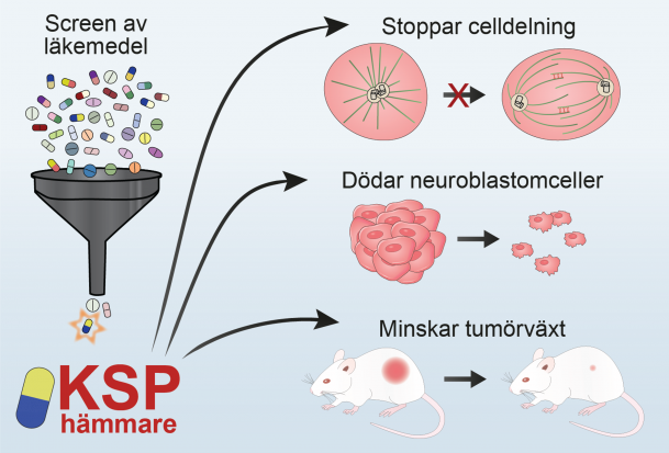 illustrationen är en grafisk beskrivning av screeningsprocessen. Ungefär samma sak sammanfattas i stycket ovanför bilden.