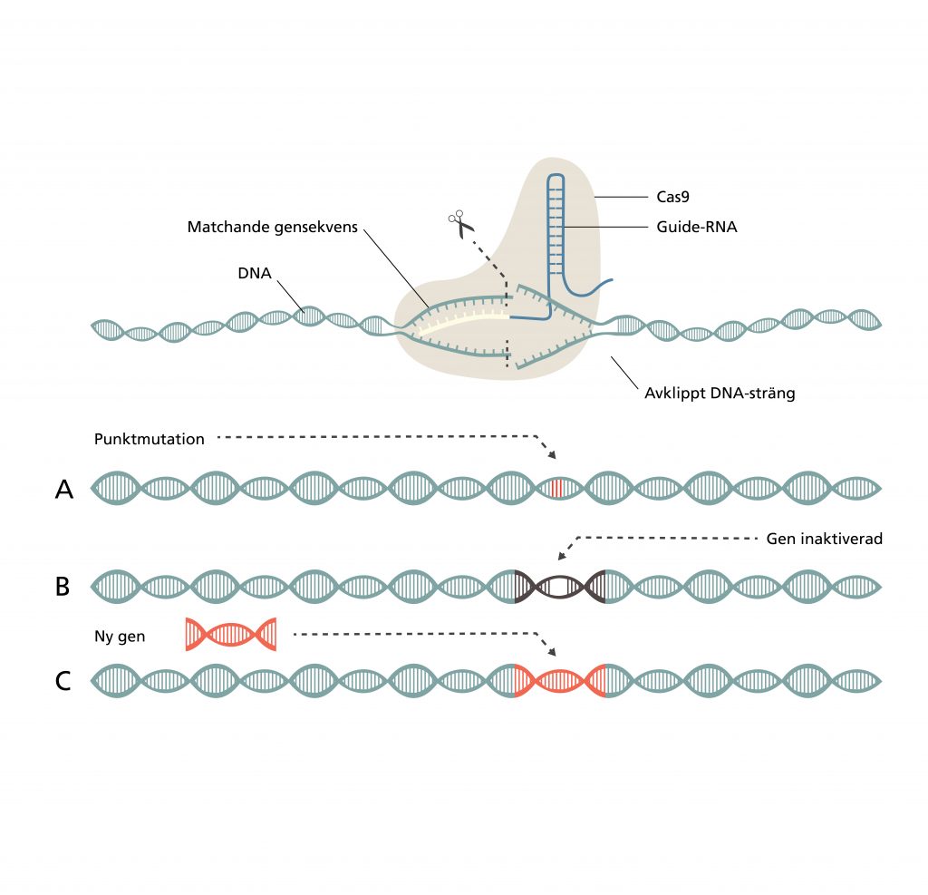 Bilden är en illustration som förklarar hur CRISPR fungerar. Detta beskrivs i texten nedan under rubriken Så funkar CRISPR