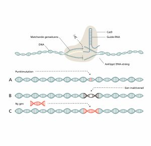 Så funkar Crispr
