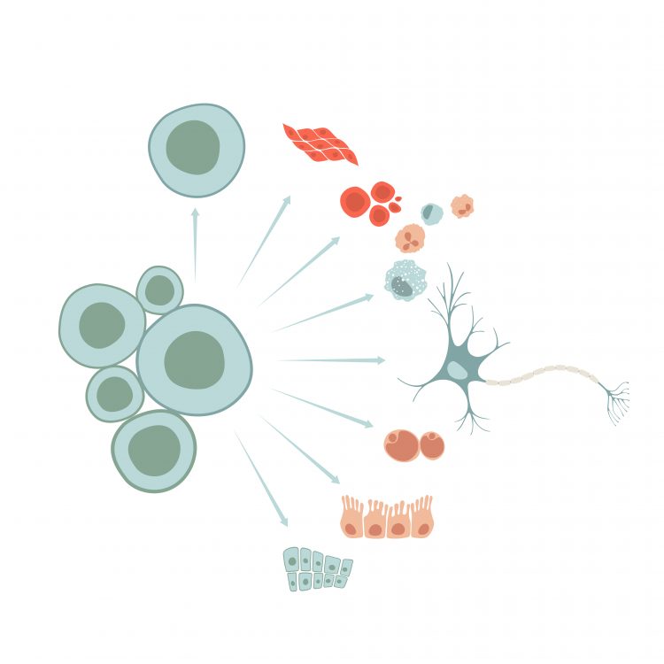 Bilden illustrerar hur stamceller både kan skapa kopior av sig själva och utvecklas till alla typer av specialiserade celler som till exempel hudceller, nervceller, blodceller osv.