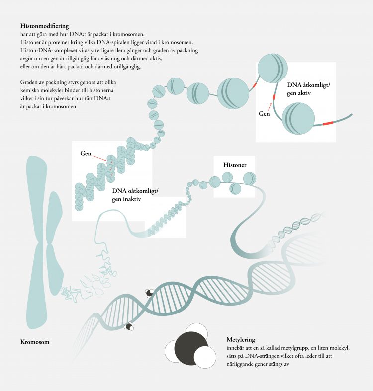 Bilden är en illustration av de epigenetiska modifieringarna histonmodifiering och metylering och är ett komplement till bildtexten 