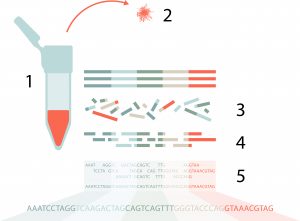 Fakta NGS, next generation sequencing