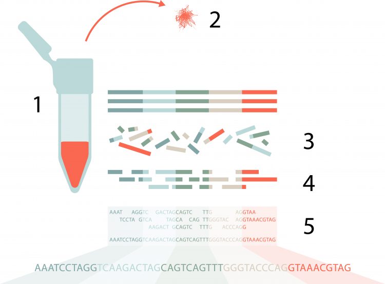 Bilden är en illustration av hur NGS-tekniken fungerar. Den är ett komplement till bildtexten som förklarar steg för steg, 1 till 5, hur en sekvensering går till