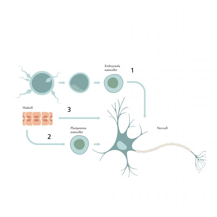 Bilden visar tre olika sätt som forskare kan få fram önskade celler på. Detta beskrivs i detalj i texten som följer under bilden.