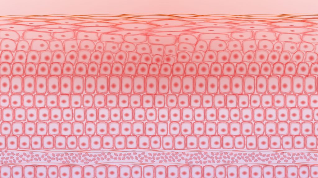 Bilden är en illustration av hudceller visat i tre dimensioner. Man ser både det översta cellagret uppifrån och de undre lagren från sidan. Bilden är färgad i rosa