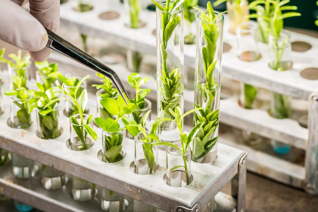 bilden visar små gröna plantor nerstoppade i var sitt provrör av glas. Provrören står i ett ställ och på bilden ses också hur någon petar på en av plantorna med en pincett