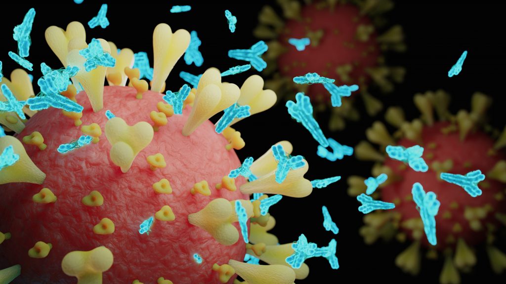 Bilden är en illustration av ett SARS-CoV-2-virus som ses so en rosa boll. På dess yta ser man gula utstickande strukturer som ska föreställ de så kallade spike-proteinerna, utskott som viruset använder sig av för att ta sig in i celler. Runt dessa ser man små blå y-formate molekyler som föreställer antiktoppar som binder till spike-proteinerna och därmed gör det omöjligt för viruset att infektera våra celler