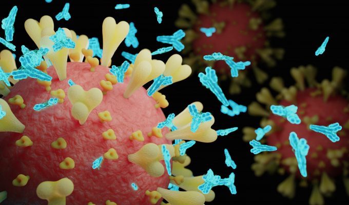 Bilden är en illustration av ett SARS-CoV-2-virus som ses so en rosa boll. På dess yta ser man gula utstickande strukturer som ska föreställ de så kallade spike-proteinerna, utskott som viruset använder sig av för att ta sig in i celler. Runt dessa ser man små blå y-formate molekyler som föreställer antiktoppar som binder till spike-proteinerna och därmed gör det omöjligt för viruset att infektera våra celler