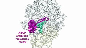 Nobelprisad mikroskopiteknik avslöjar mekanismer bakom bakteriers antibiotikaresistens