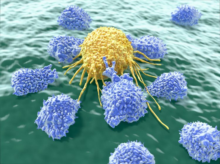 Blå skrovliga klumpar, lite som igelkottar, som föreställer mördarceller, närmar sig en större gul skrovlig boll som föreställer en cancercell. En av mördarcellerna som är närmast cancercellen har börjat skicka ut sina tentakler mot den.