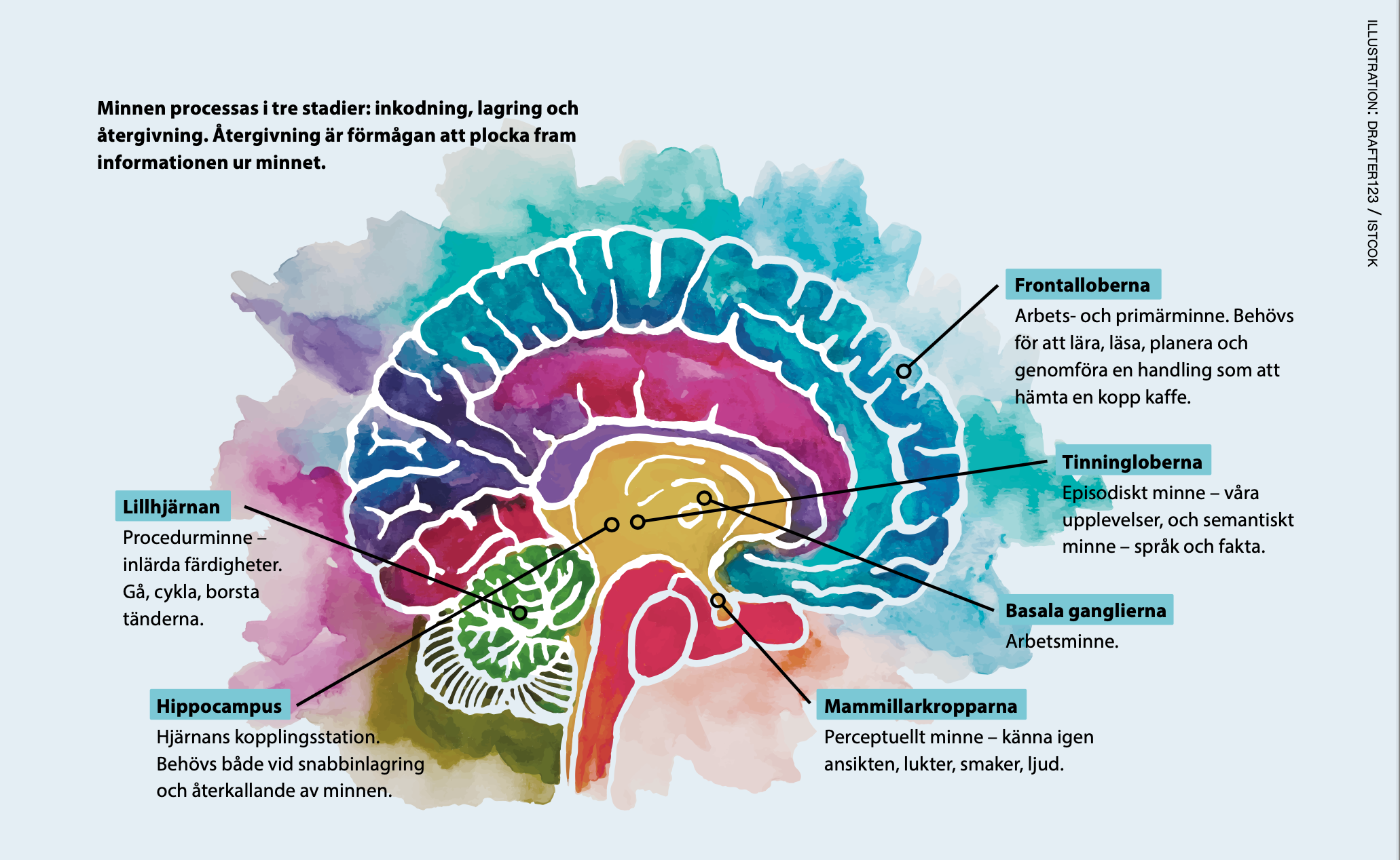 Färgglad illustration av en hjärna med pilar och förklaringar om var vissa minnesfunktioner har sin främsta hemvist i hjärnan.
