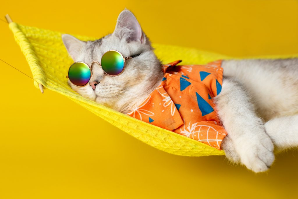 katt klädd i sommarskjorta och solglasögon ligger i en gul hängmatta