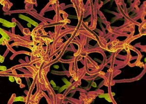 Virus – vad är det?