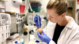 Ägg kan hjälpa oss att förstå neuroblastom