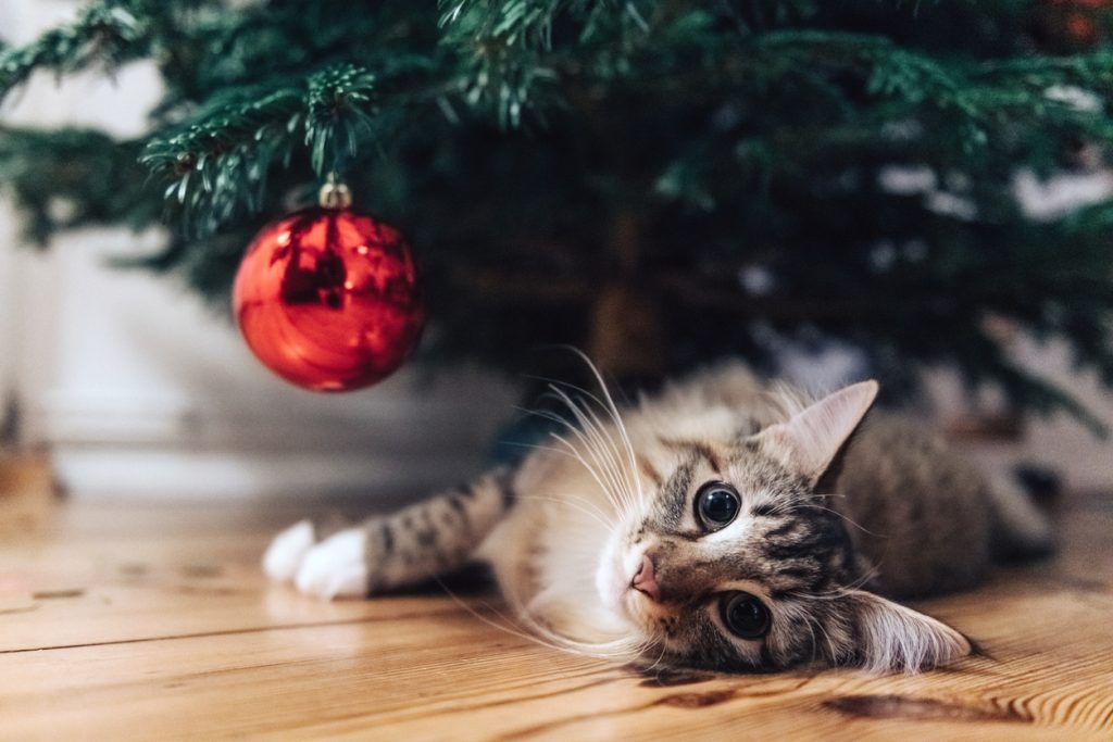 katt ligger lojt under en julgran