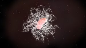 Bakteriens superkraft gör den resistent
